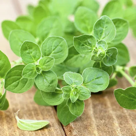 Oregano 1