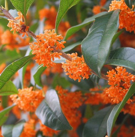 Osmanthus Natural Essential Oil 