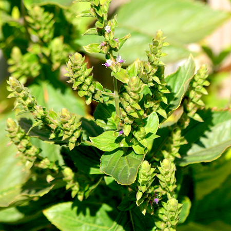 Patchouli Essential Oil Dark