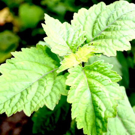 Patchouli Essential Oil 1
