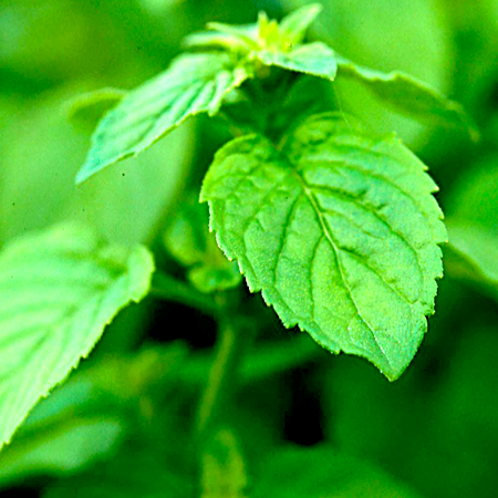 Peppermint Essential Oil Japanese