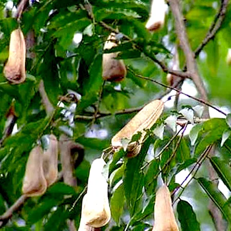 Peru Balsam Oil 1