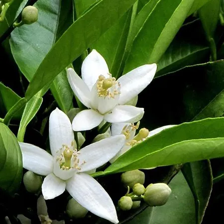 Petitgrain Pure & Natural Floral Waters 1