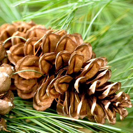 Pine Resinosa Essential Oil 