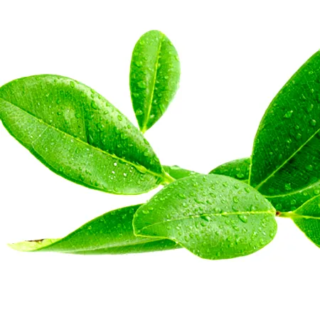 Ravensara Bark Essential Oil 1