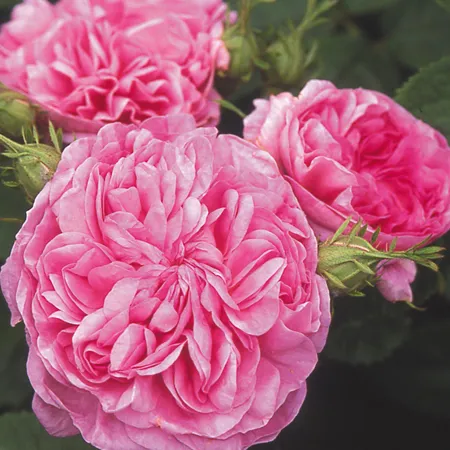 Rose (Damask) Pure & Natural Floral Waters