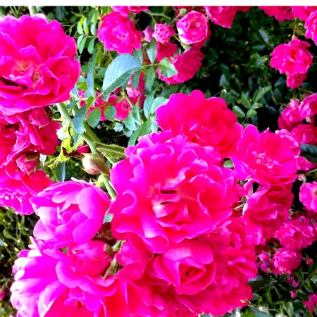 Rose De MaI Essential Oil 1