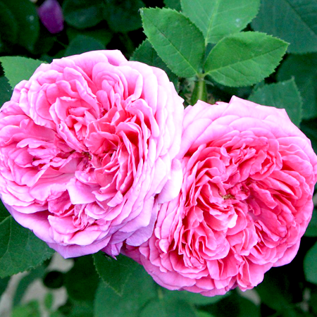 Rose Otto Essential Oil 