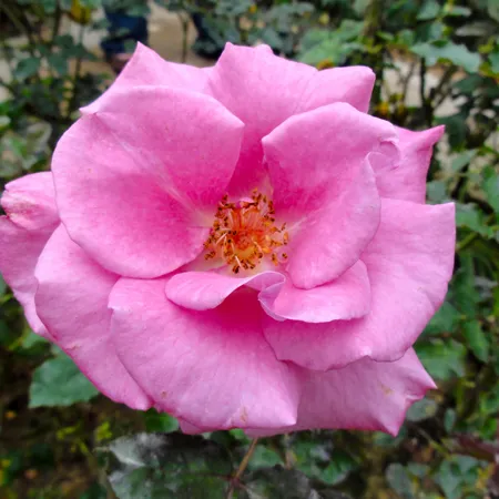 Rose Otto Hydrosol Floral Waters 1