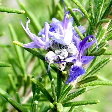 Rosemary Morocco Essential Oil