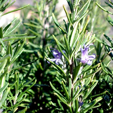 Rosemary Natural Essential Oil Spanish