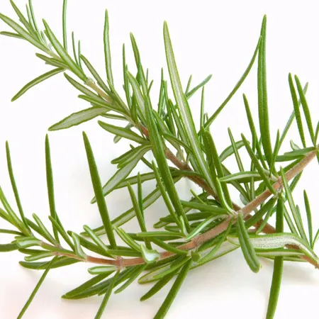 Rosemary Hydrosol Pure & Natural Floral Waters 1