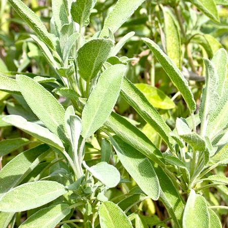 Sage Organic Essential Oil