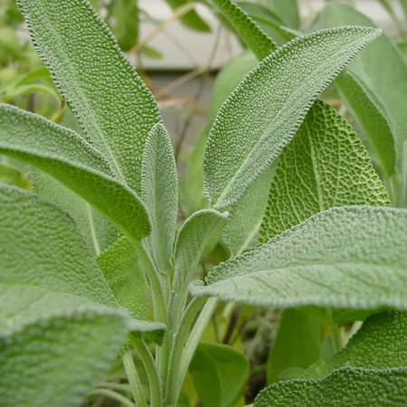 Sage 