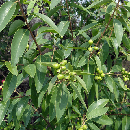 SANDALWOOD (East Indian) Pure Floral Waters