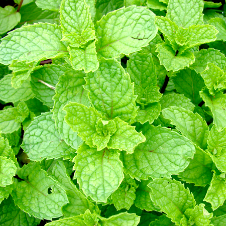 Spearmint India Essential Oil