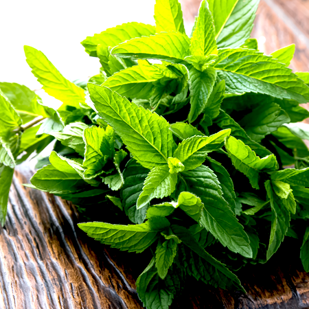 Spearmint Organic Essential Oil