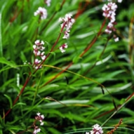 Spikenard Pure Floral Waters