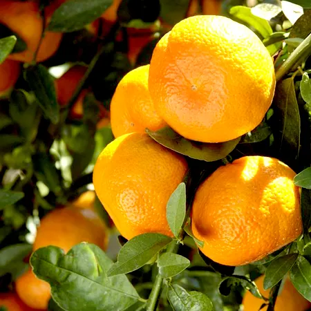 Sweet Orange Oil 1