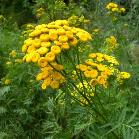 Chamomile Essential Oil Morocco 1