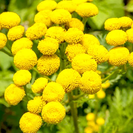 Tansy Blue Essential Oil 1