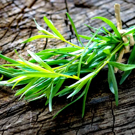 Tarragon Essential Oil 1