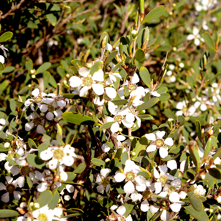 Tea Tree Essential Oil AAA Australian