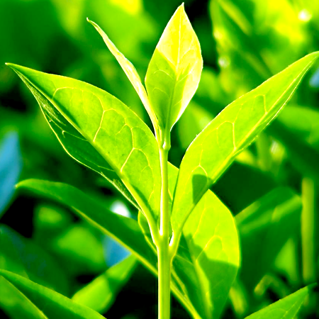 Tea Tree Organic Essential Oil 1