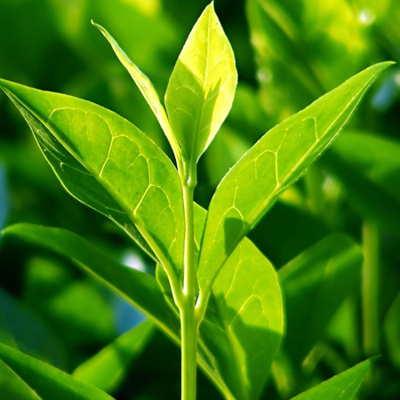Tea Tree