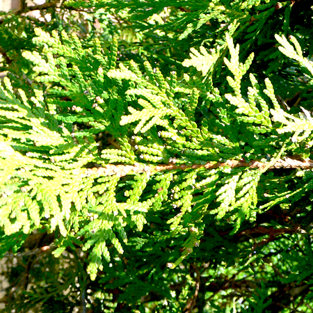 Thuja Essential oil 