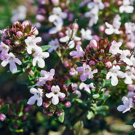 Thyme CT linalool oil - Certified Organic 1