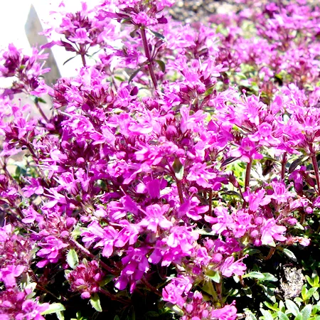 Thyme Red Essential Oil 1