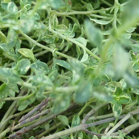 Thyme white Pure Floral Waters 1