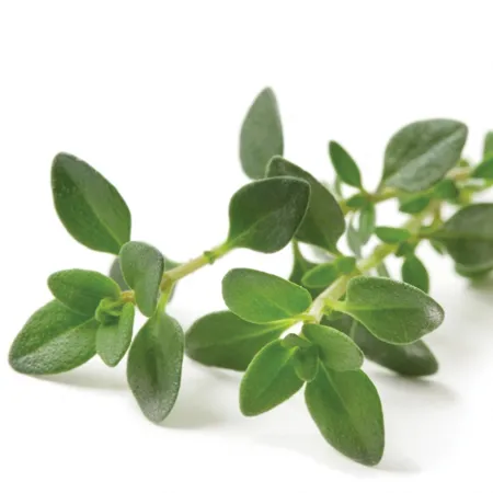 Thyme 1