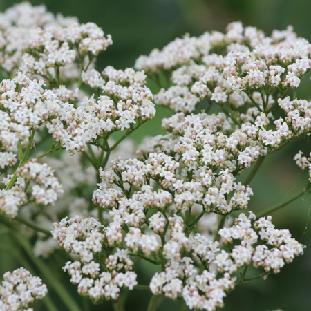 Valerian 