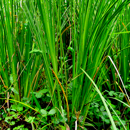 Vetiver Essential Oil