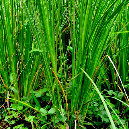 Vetiver Essential Oil 1