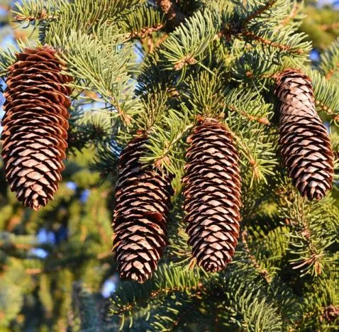 Pine (White) Needle Oil 1
