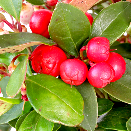 Wintergreen Essential Oil