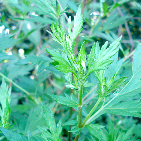 Wormwood Essential Oil