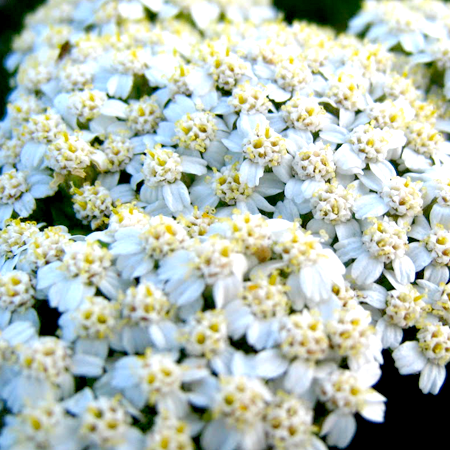 Yarrow Essential Oil Blue