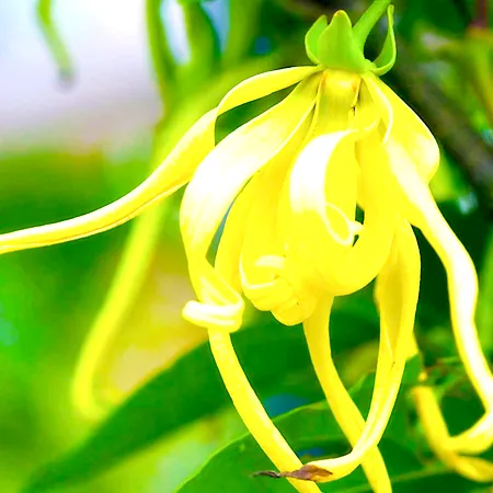 Ylang Ylang Essential Oil one 1