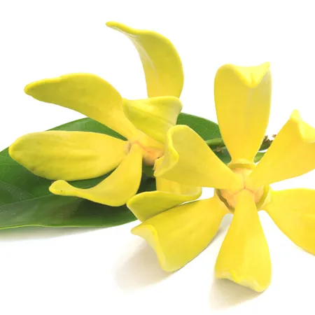 Ylang Ylang Essential Oil Madagascar 1