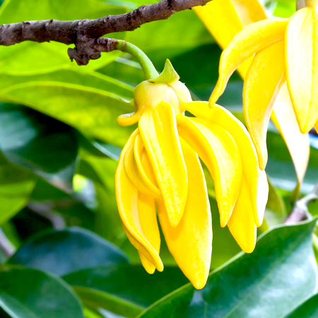 Ylang Ylang Essential Oil three