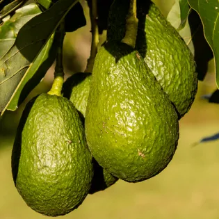 avocado-carrier-oil---cosmetic.webp