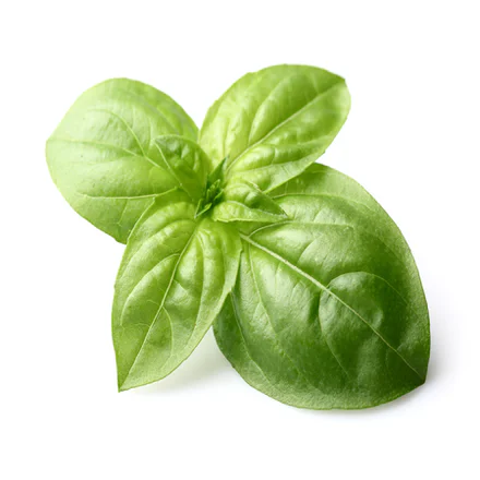 Basil Wild Crafted Oil 1