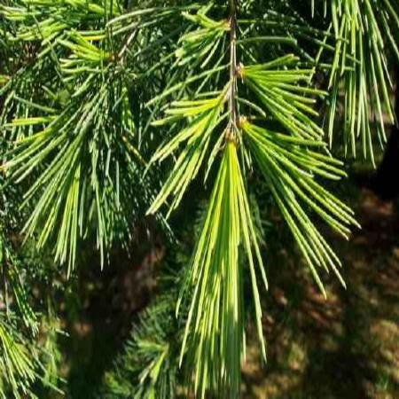 Cedarwood, Himalayan 