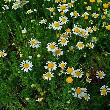 Chamomile, Roman 1