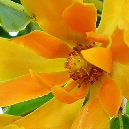 Champa Attar 1