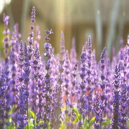 Clary Sage 1